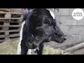 Download Lagu Calf with two heads born in North Macedonia
