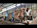 Download Lagu De vernietiging van het angstaanjagende Trembesi-boomstronkmonster op de grote zagerijtafel