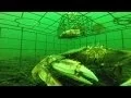 Never before seen underwater footage of a Crab Trap at 80ft with a GoPro