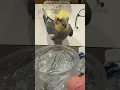 Download Lagu Mmhmm 😋 #konacam #stayhydrated #parrotlife #animalvideos #funnybirds #cutebirdvideos #cockatiel