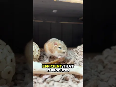 The desert animal that can survive without drinking water