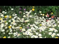 Download Lagu Kawakawa - The Walled Garden (Official Video)