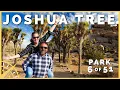 Joshua Tree When You Only Have One Day 51 Parks with the Newstates