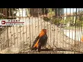 Tembakan KEMADE Ini Paling Dicari Sebagai Masteran ,Kicau Burung CABE Cabean GACOR VOL Keras \u0026 MERDU