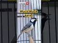 Download Lagu Gelatik batu gacor wucit wucit #suaragelatik #suaraburung #birdsong #viralshorts #viralvideo #shorts