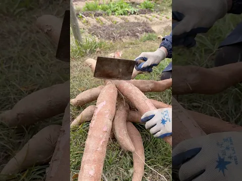 Fresh Cassava Harvesting: Traditional Farm Life Demonstration #works #farming