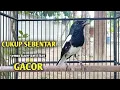Lagu Suara burung Kacer ngeplong ini paling ampuh untuk pancingan Kacer agar emosi