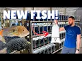 Buying New Fish from Incredible New Fish Store Private Tour