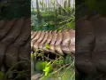 Download Lagu Biggest Centipede in the WORLD