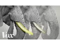 How poaching is changing the face of African elephants