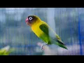Download Lagu Pancingan Lovebird Gacor Panjang Durasi | Suara Isian Lovebird Konslet, Fighter, Ngekek Panjang