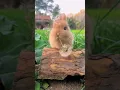 Download Lagu Een klein konijntje dat dol is op paardebloemen. Een schattig huisdier debuutplan. Een schattig kon