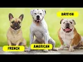 BULLDOG TYPES - 16 TYPES OF BULLDOGS