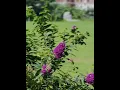 Download Lagu https://www.mediafire.com/file/klif5etm46df2gb/-6889415157419383197.mp4/file