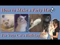 How to Make a Party Hat for Your Cat s Birt ay
