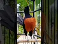 Download Lagu murai batu Nias black TAIL #burung #muraifigther