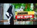 Download Lagu SUARA BURUNG Kacer GACOR RoLL Tembak, Speed Rapat.. Sangat Bagus Buat Pancingan Kacer GACOR Anda !