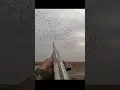 Download Lagu Starling Birds Shooting 100+ down #chasse #goosehunting #hunting #starling #birdhunting
