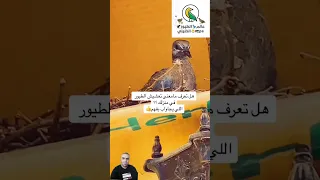ما معنى تعشيش الطيور في منزلك 
