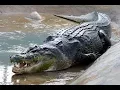 Download Lagu Le plus grand crocodile du monde [Doc HD] - Le roi des crocodiles