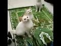Download Lagu Kucing Berdzikir