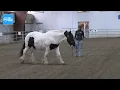 How Equine-Assisted Learning helps those with disabilities grow communication problem solving and s