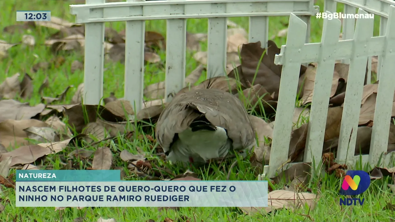 Nascem filhotes de quero-quero que fez o ninho no Parque Ramiro Ruediger