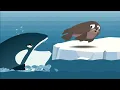 Download Lagu The Seal vs Orca (killer whale) vs Polar Bear. Who would win? Work Together