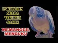 Lagu Pancingan Suara Tekukur Memanggil Menguku Paling Dicari Pemikat || Suara Burung Tekukur Terbaru 