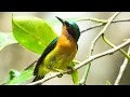 Download Lagu Burung KOLIBRI WULUNG di alam liar ( bebas klaim HAK cipta )