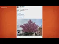 A cherry blossom tree is in full bloom in Maryland