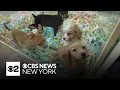 New York state banning retail sale of pets