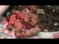 Golden Retriever puppy Jingle Bells