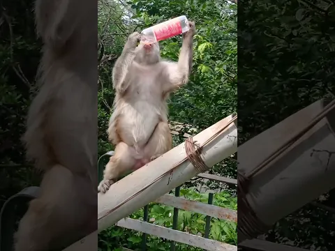 do ghut muje bhi pila de re sathi