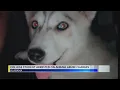 Auburn Woman arrested for allegedly killing puppy