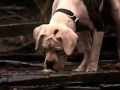 Download Lagu Homeward Bound : The Incredible Journey (partial ending)