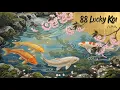 Springtime Serenity 5 minutes of Relaxing Koi Fish Cherry Blossom Scenery