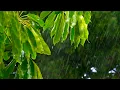Download Lagu Spring Rain Sounds 🌧️ Relax, Sleep, Focus 💧 Rainstorm White Noise 10 hours