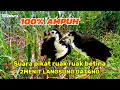 Download Lagu SUARA PIKAT RUAK RUAK BETINA MEMANGGIL JANTAN SUPER AMPUH