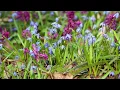 Peaceful Guitar and Piano Music with Forest Bird Sounds