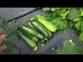 Download Lagu HET OOGSTEN VAN MOOIE COURGETTE, RODE FRAMBOZEN, MINI BROCCOLI, KOMKOMMER