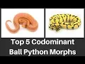 Top 5 Codominant Ball Python Morphs of 2018 - Benjamin s Exotics