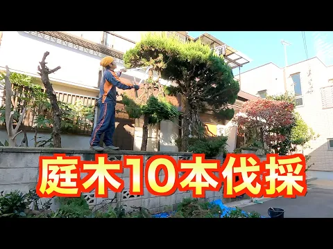 【１本7700円〜】庭木を伐採・抜根でお庭スッキリ！☆損害保険適応☆