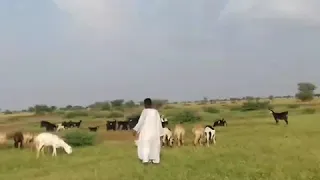 الخريف في ابودليق 2 10 2019 