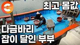 '최상급 몸값' 이거 하나로만 먹고 삽니다. 30년 동안 하루종일 붙어 일하는 낚시왕 노부부의 다금바리 수확 현장ㅣ#한국기행