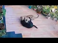 Download Lagu Brave Dog Fights Off Hungry Jaguar 😱👊