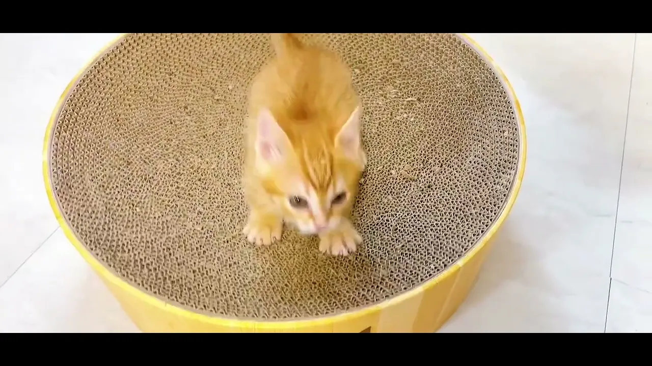 動画