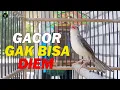 Download Lagu PANCINGAN PRENJAK SAWAH AMPUH AGAR PRENJAK DIAM CEPAT GACOR BREND || PRENJAK GACOR NGEBREN TERBAIK