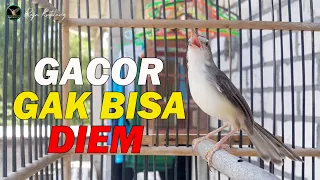 pancingan prenjak sawah ampuh agar prenjak diam cepat gacor brend prenjak gacor ngebren terbaik