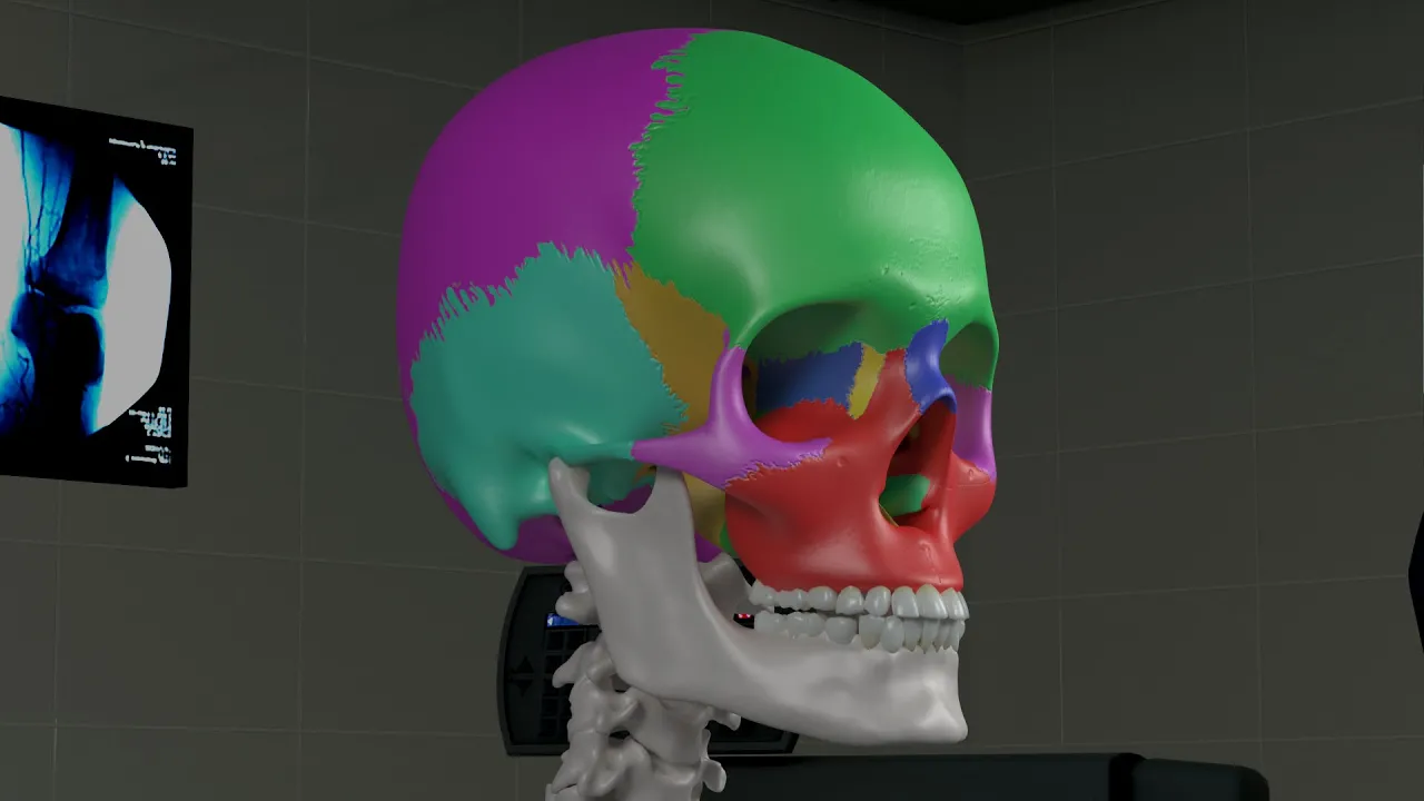 Chapter 1: Basic Sinus Anatomy